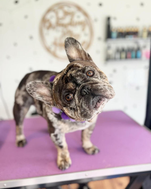 DISCOVER THE TOP DOG GROOMING SERVICES IN KENT