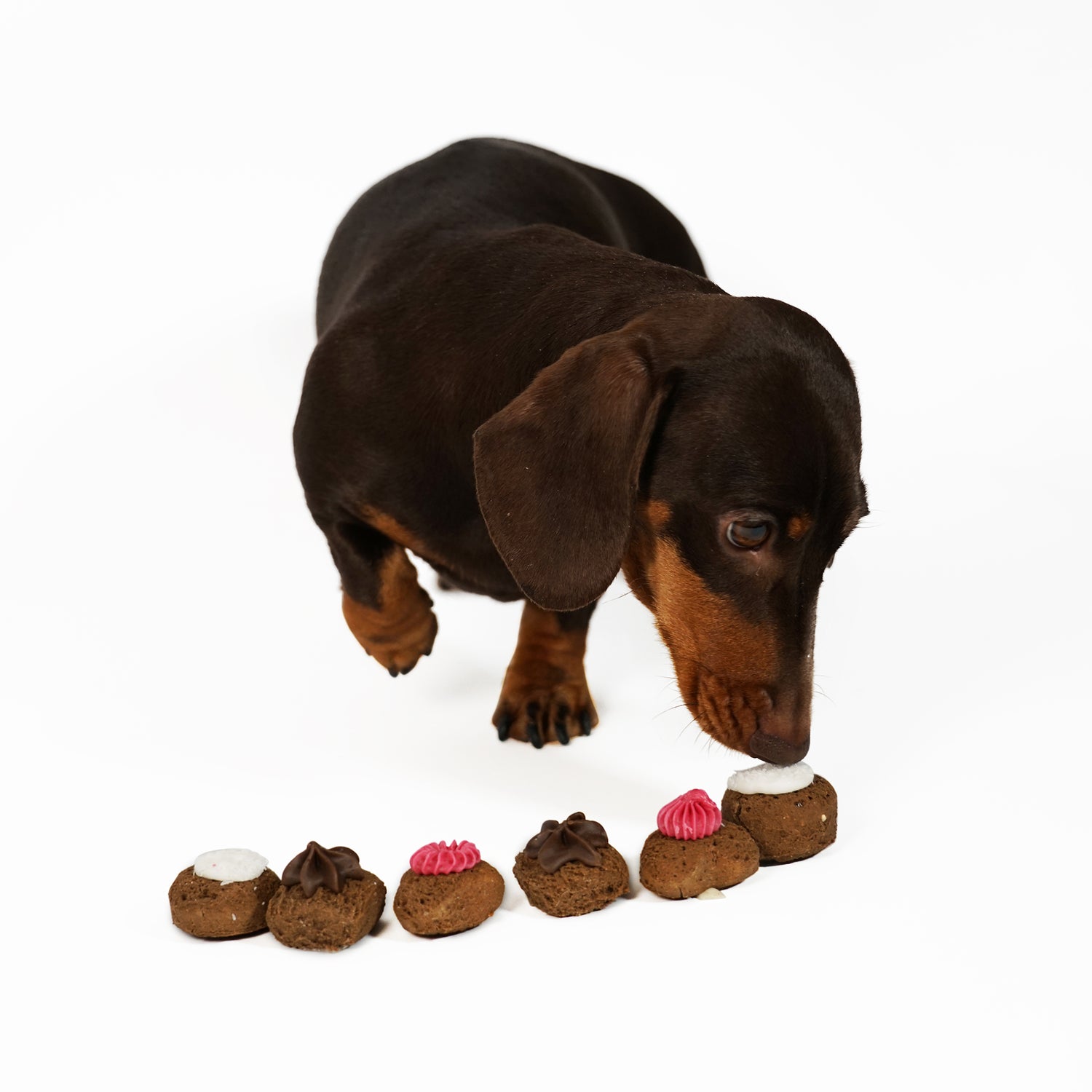 DOG TREATS
