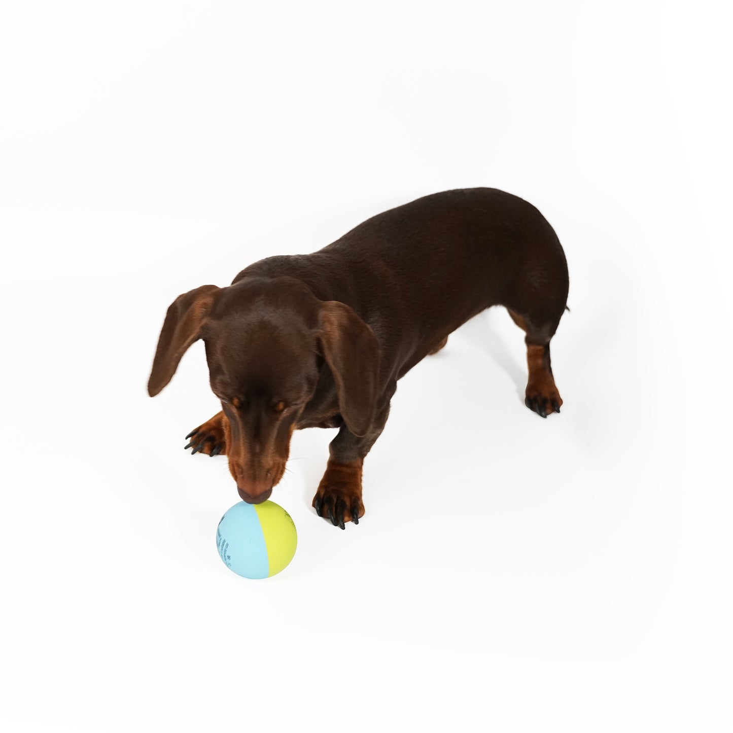 Sports Pet High Bounce Ball